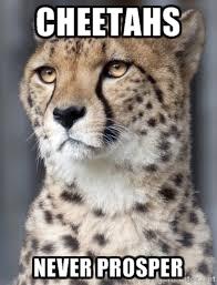 cheetahs.thumb.jpg.51d97ff51e695dd06aed1